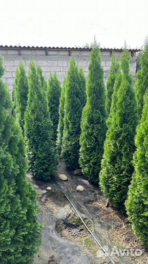 Туя смарагд