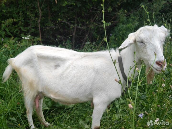 Зааненская коза