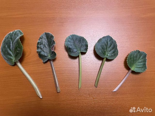 Сортовая фиалка : набор листиков 5 сортов