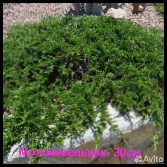 Хвойные растения