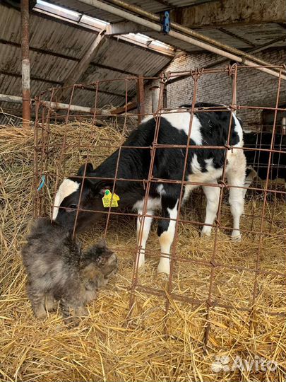 Бычки телята телки