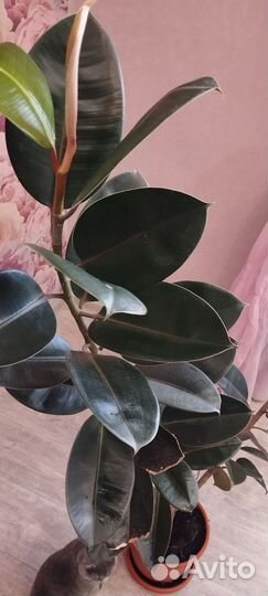 Замиокулькас