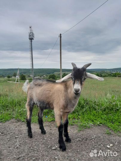 Коза альпийская
