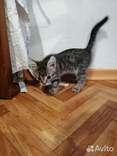 Котик особенный, не для всех