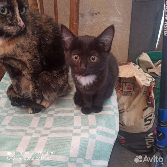 Кошки в добрые руки бесплатно