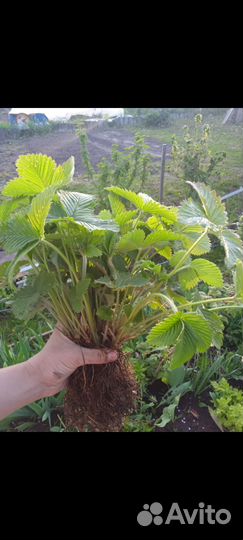 Клубника фестивальная