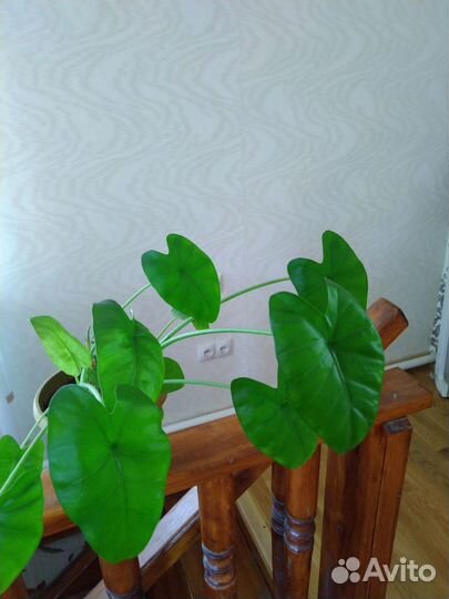 Комнатные растения цветы