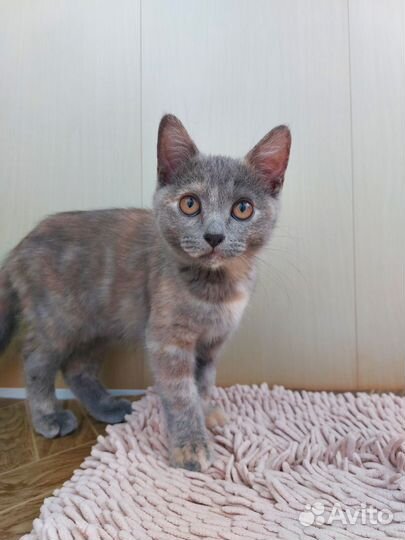 Отдам бесплатно кошку