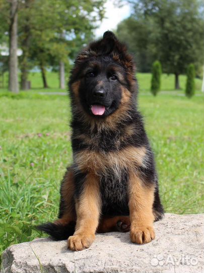 Щенки немецкой овчарки Дл/ш