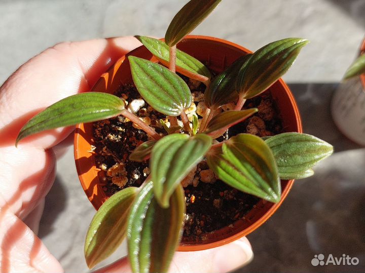 Пеперомия Россо