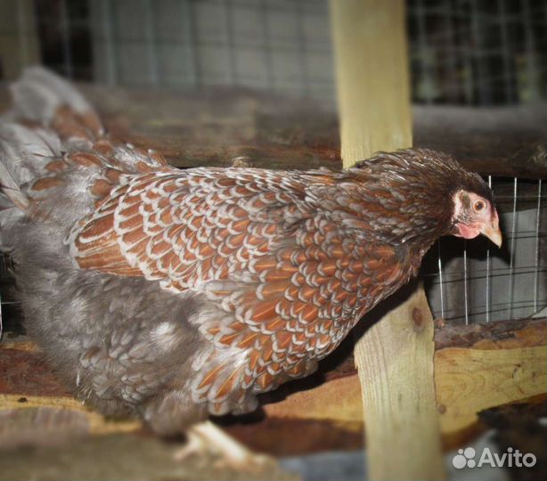 Инкубационное яйцо