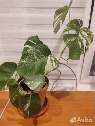 Монстера вариегатная альба