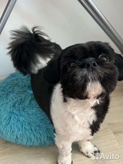 Передержка маленьких пород собак