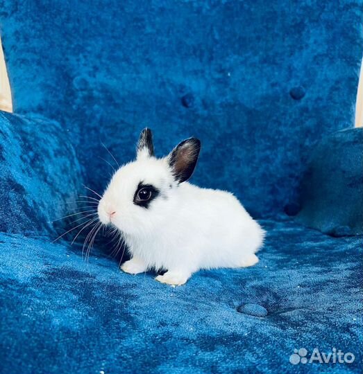 Кролики мини карликовые ручные