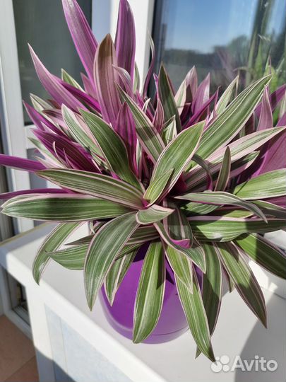 Рэо (традесканция)