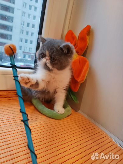 Котята плюшевые целовательные