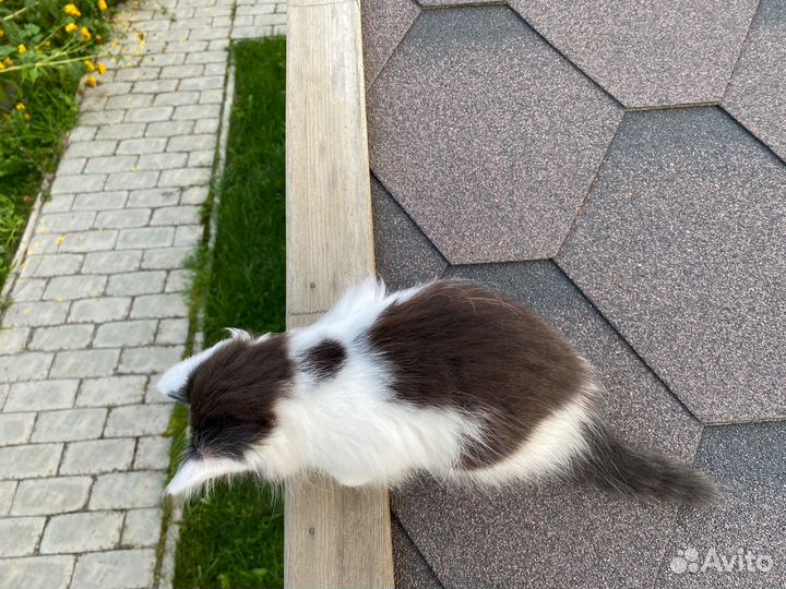 Котенок в добрые руки. Привезем