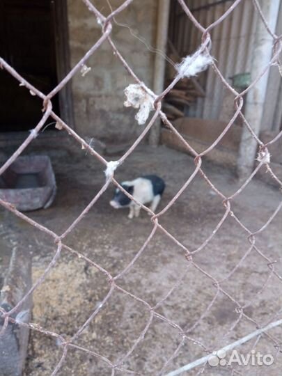 Вьетнамские поросята