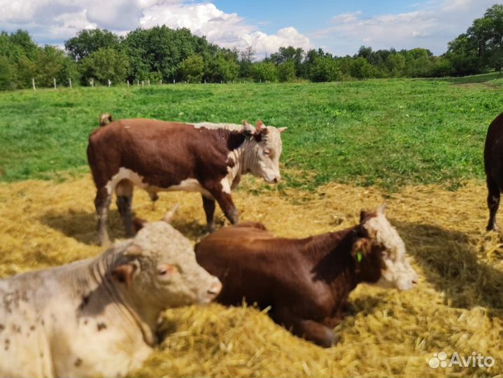 Бычки и телки