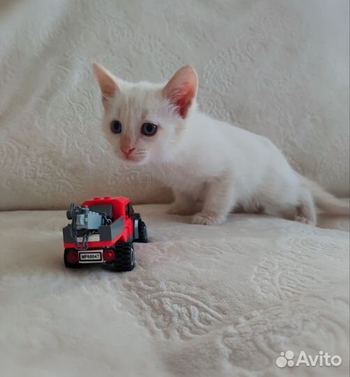 Котята