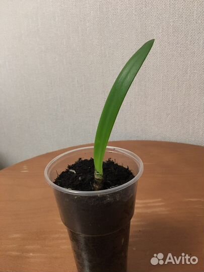 Гиппиаструм