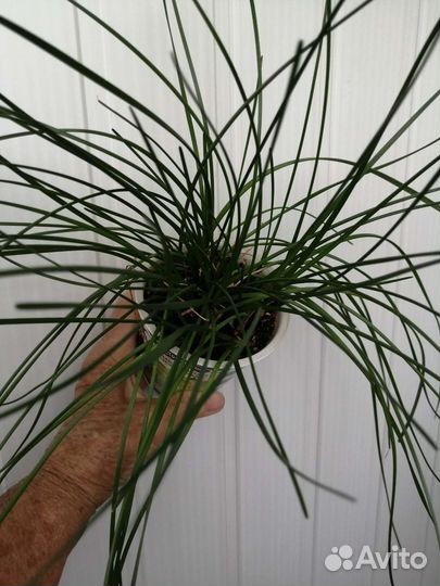 Зефирантес белый