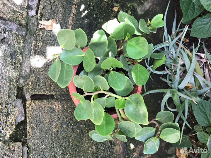 Продам цветы комнатные