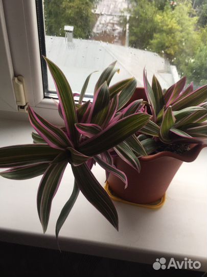 Традесканция розовая