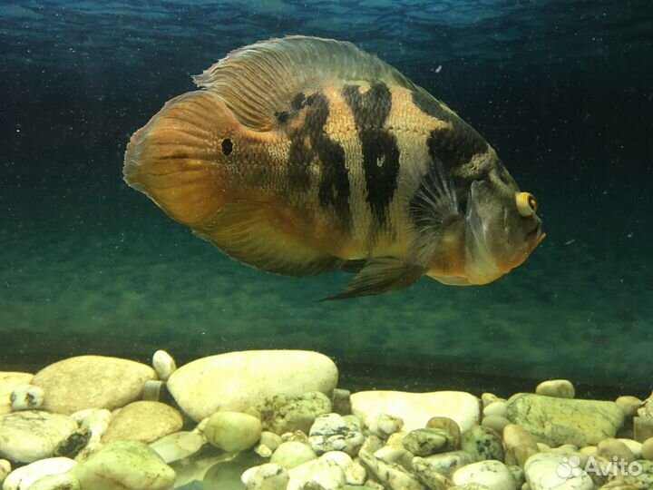 Астронотус