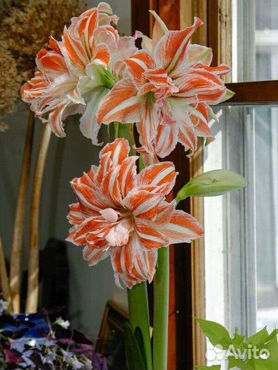 Амариллис (Гиппеаструм) Дэнсинг Квин