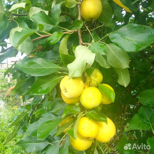 Продам яблоки голден, сладкие 500 р 8 л ведро