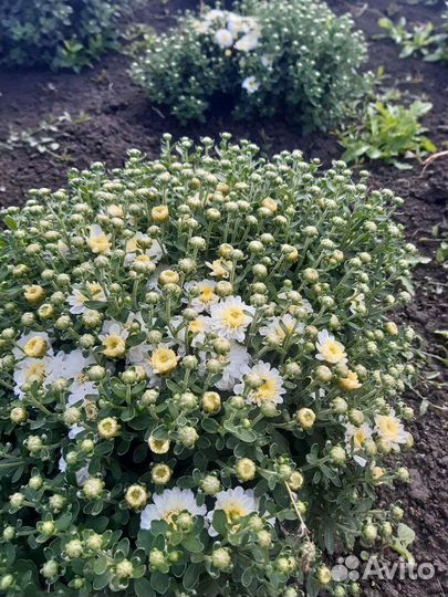 Хризантема шаровидная (мультифлора)