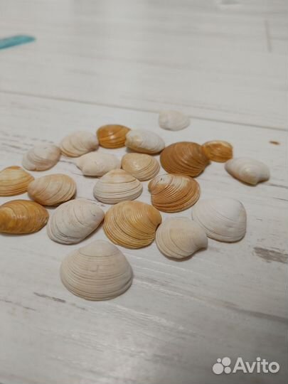 Ракушки с Азовского моря