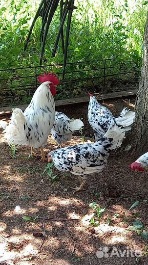 Семьи кур