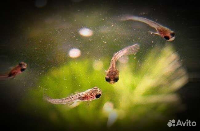 Мальки гуппи