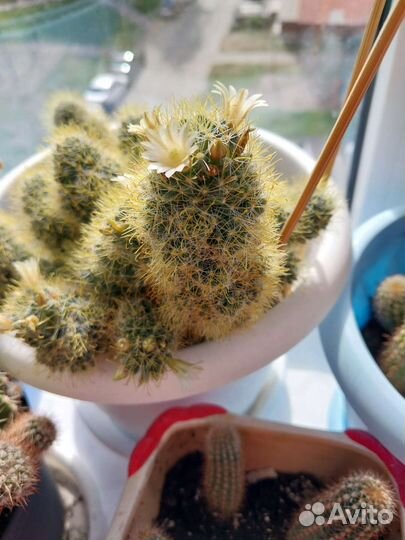 Цветы кактусы цветущиенское счастье