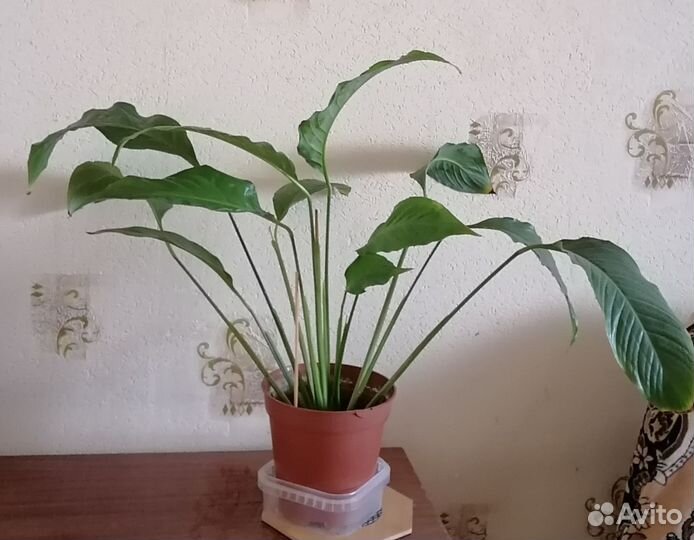 Спатифиллум