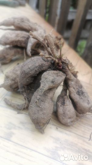 Георгины клубни