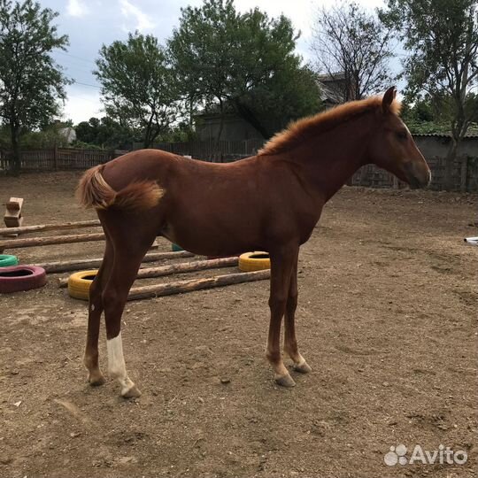 Жеребчик и Кобыла