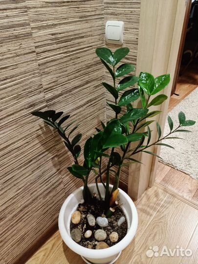 Замиокулькас