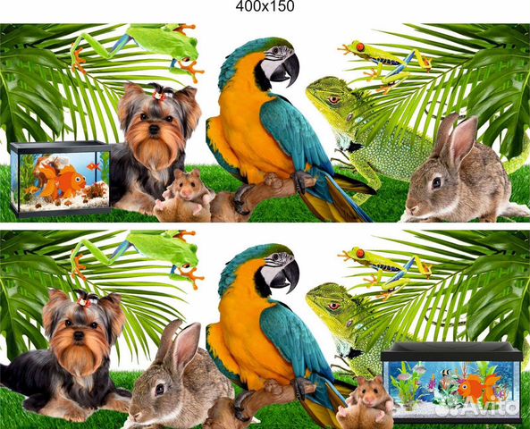 Экзотические птицы-попугай,амадины,кенары