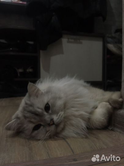 Британский кот вязка