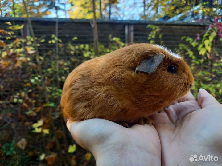 Морские свинки, мальчики