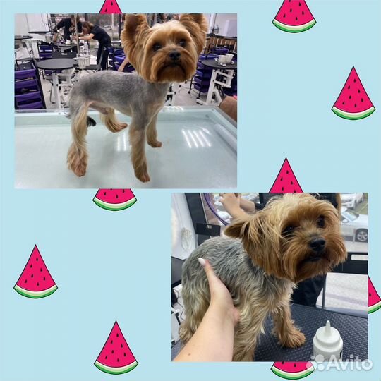 Груминг. Стрижка собак и кошек