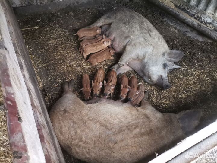 Венгерская мангалица