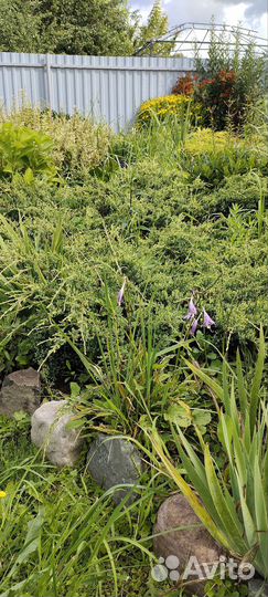 Можжевельник