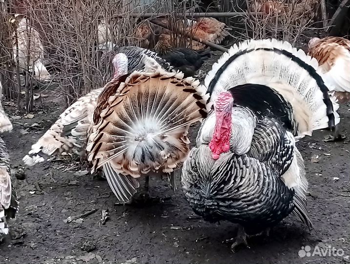 Продаются индюки и гуси