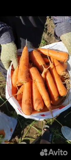 Морковь