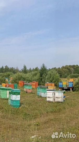 Огнёвка пчелиная(восковая моль)