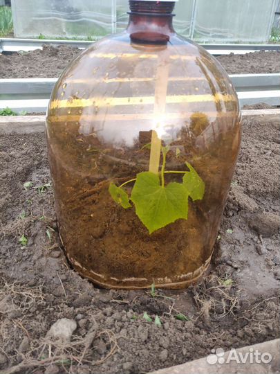 Пустая пластиковая кега (бутыль)